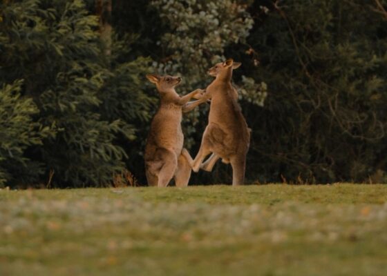 Zwei kämpfende Kängurus vor Bäumen, methaphorisch für Verhaltensweisen, die in Konfliktsituationen nicht gezeigt werden sollten